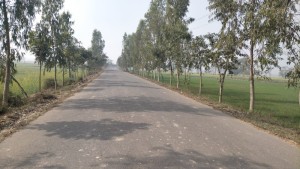 परोहाको वृक्षारोपणः समृद्धिको पक्षपोषण